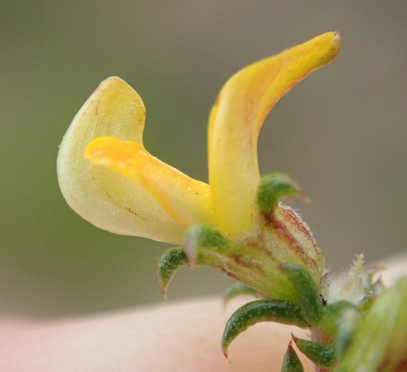 Aspalathus crassisepala photo 4