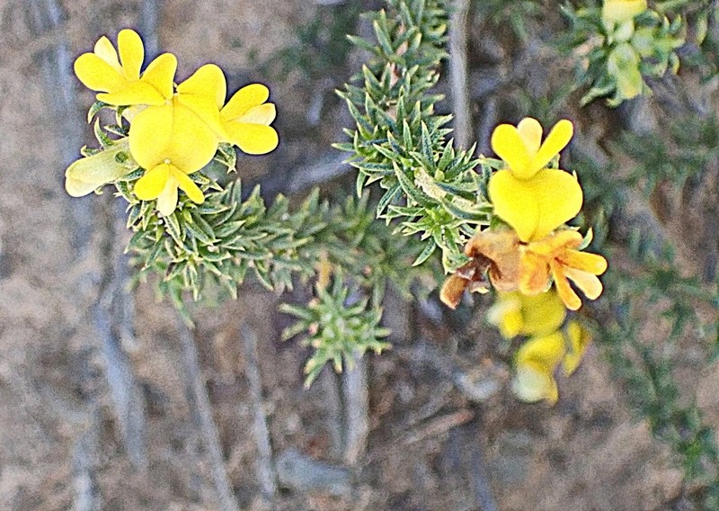 Aspalathus crassisepala photo 5