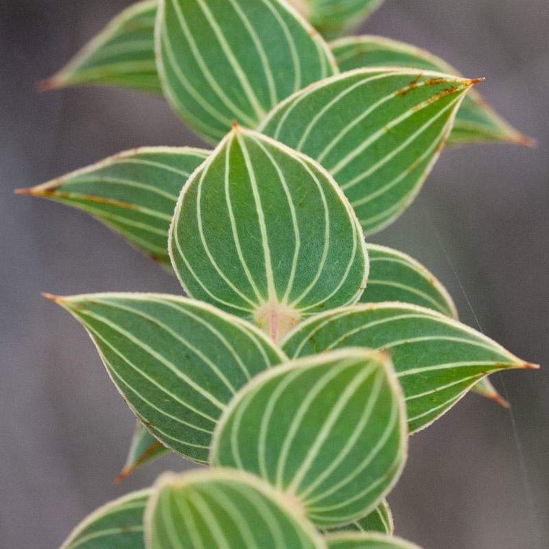 Aspalathus crenata