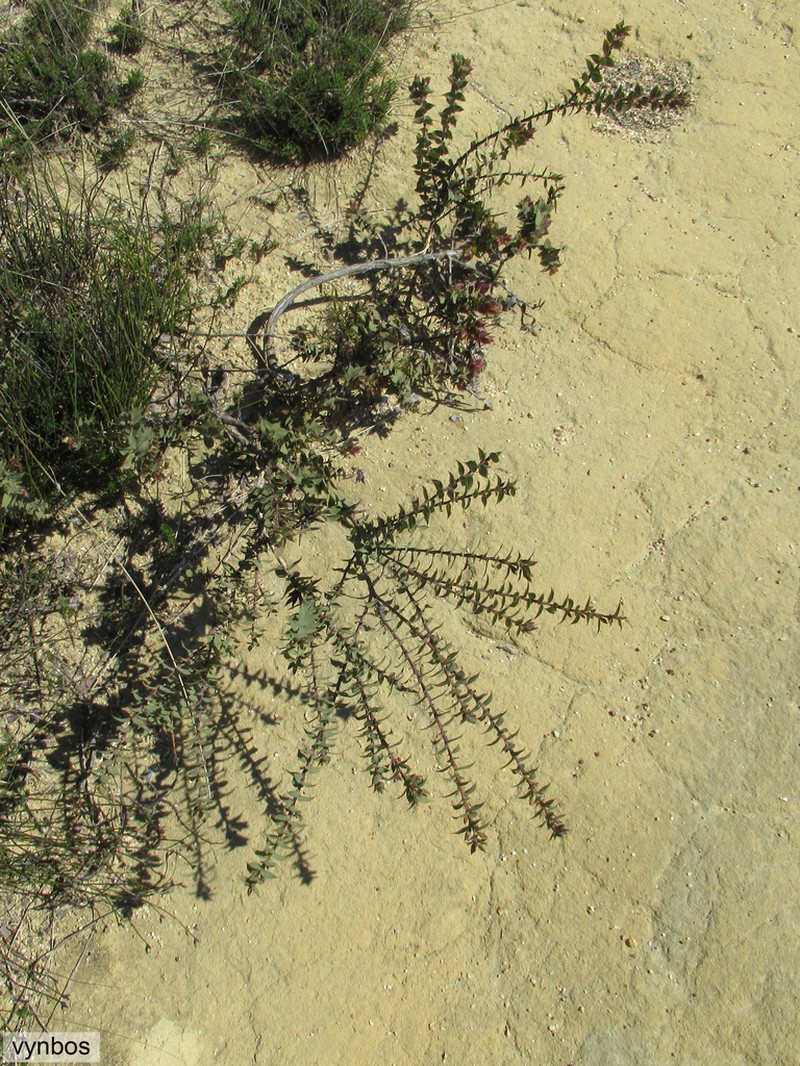 Aspalathus crenata photo 7