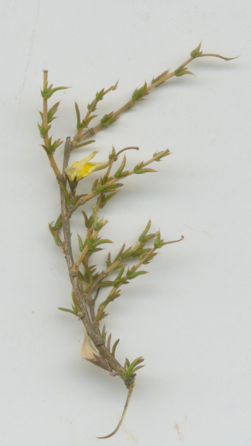 Aspalathus crewiana