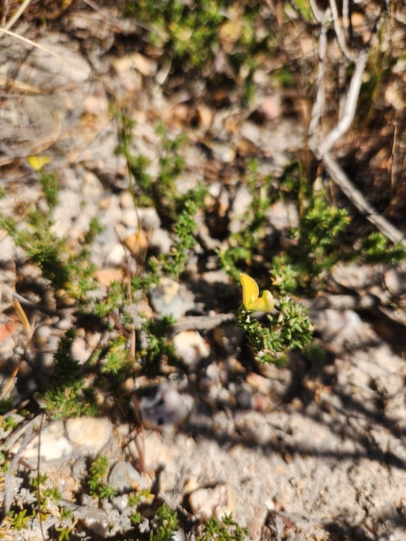 Aspalathus crewiana photo 2