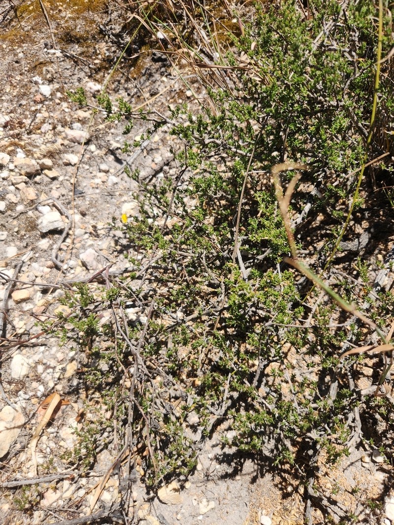 Aspalathus crewiana photo 4