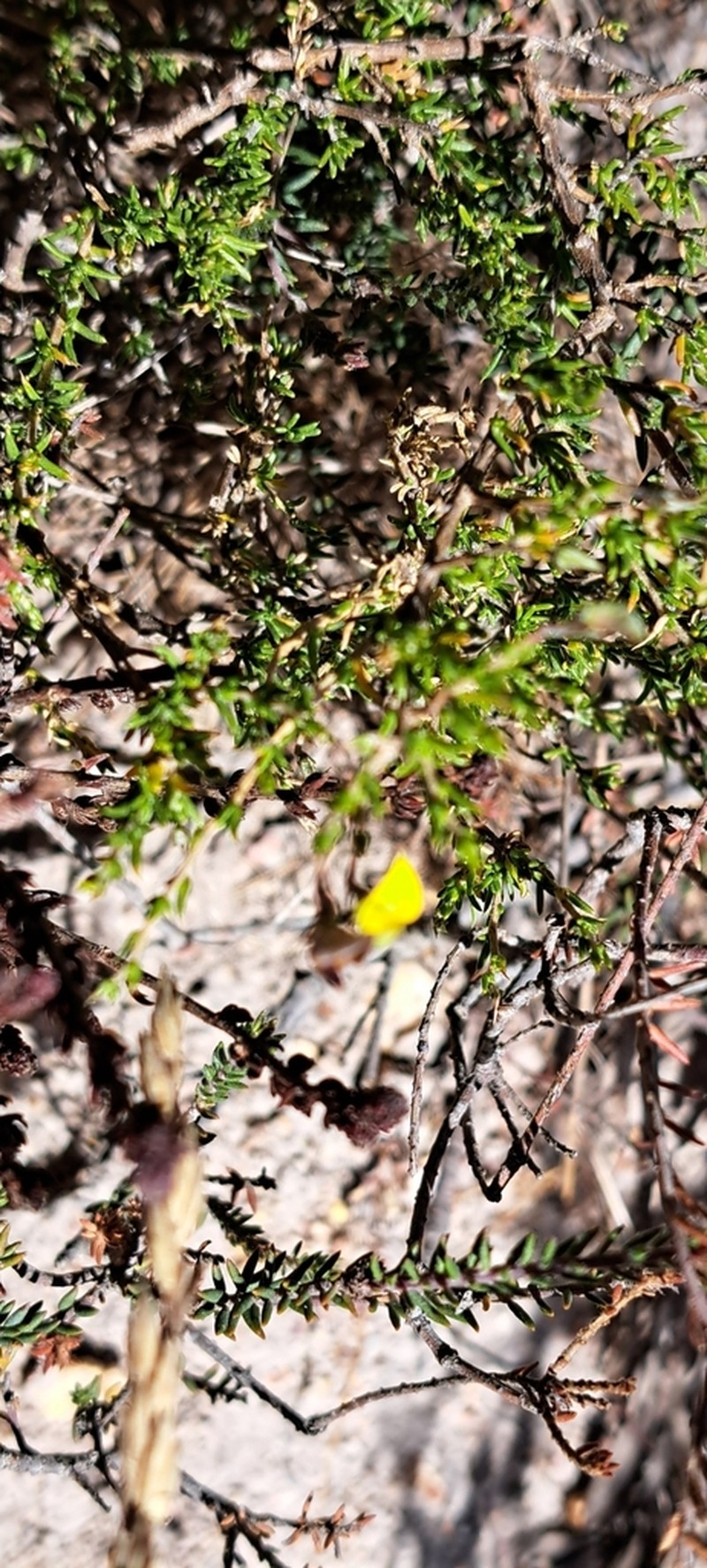 Aspalathus crewiana photo 6