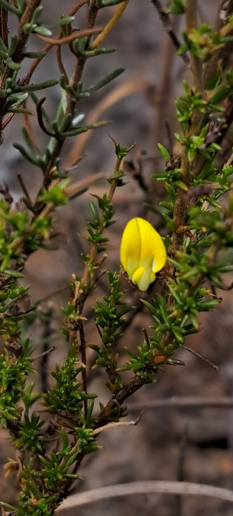 Aspalathus crewiana photo 8
