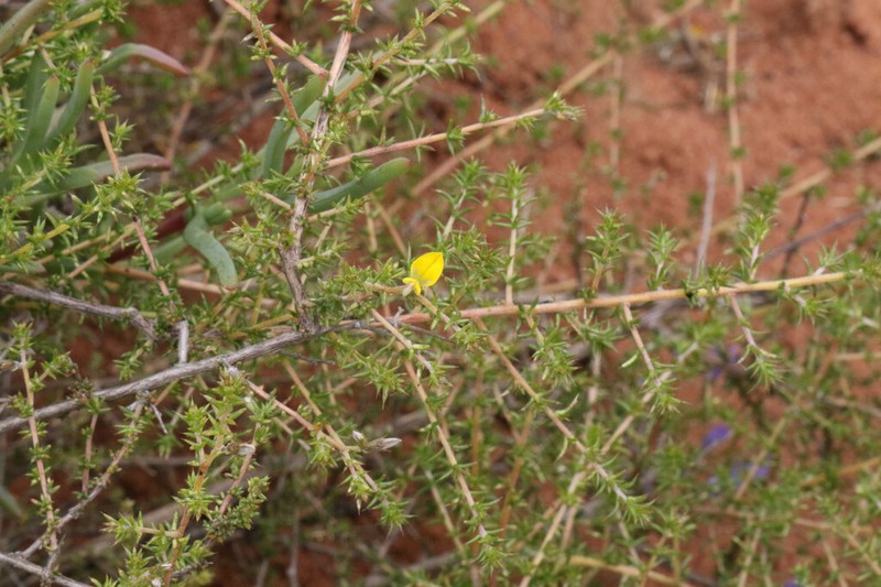 Aspalathus cuspidata