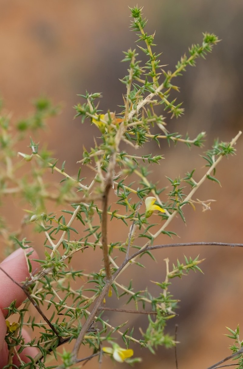 Aspalathus cuspidata photo 2