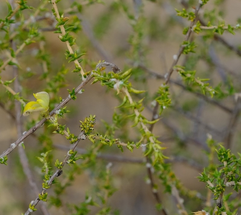 Aspalathus cuspidata photo 3