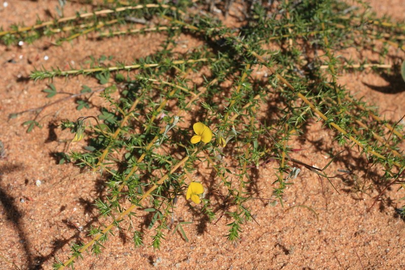 Aspalathus cuspidata photo 4