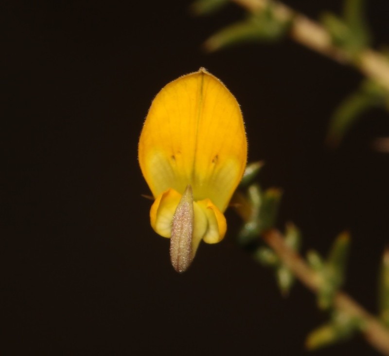 Aspalathus cuspidata photo 5
