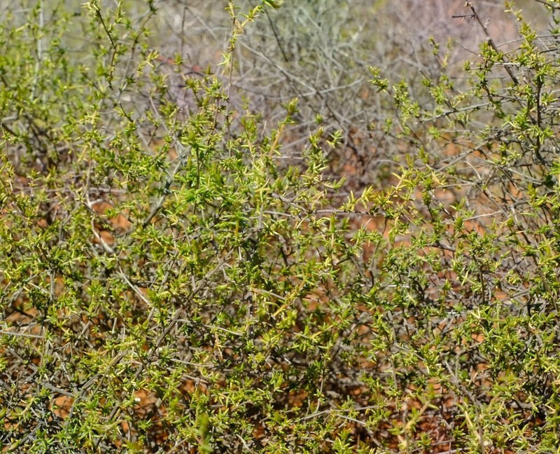 Aspalathus cuspidata photo 6