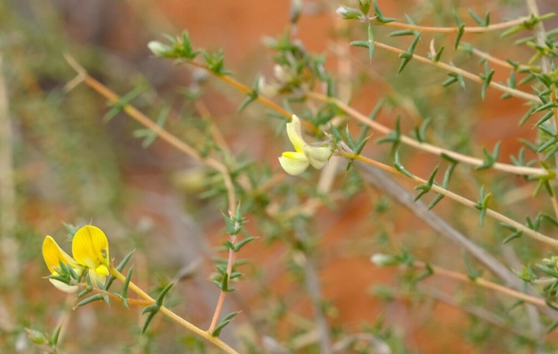 Aspalathus cuspidata photo 7