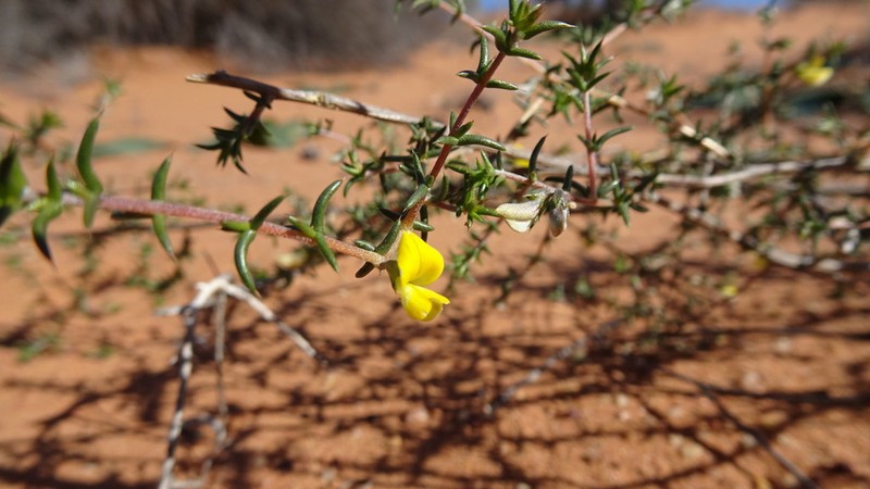 Aspalathus cuspidata photo 8