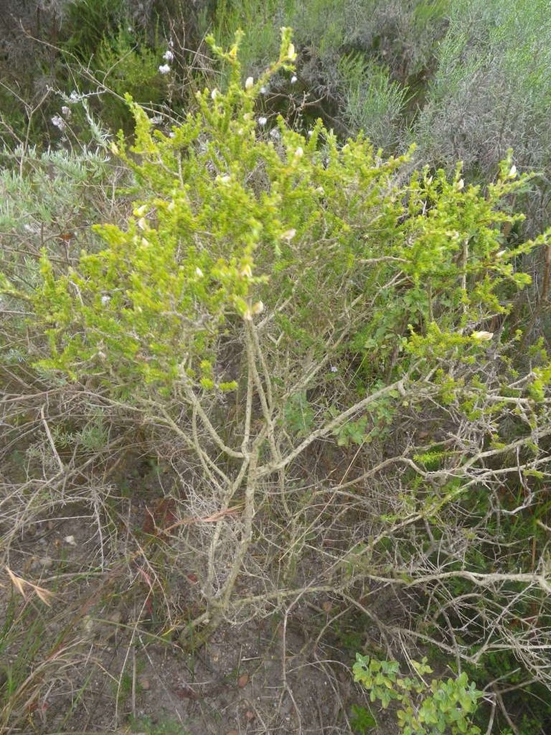 Aspalathus cymbiformis