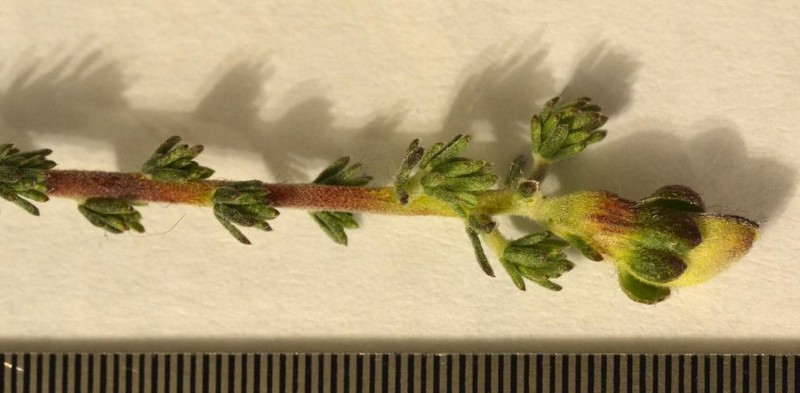 Aspalathus cymbiformis photo 2