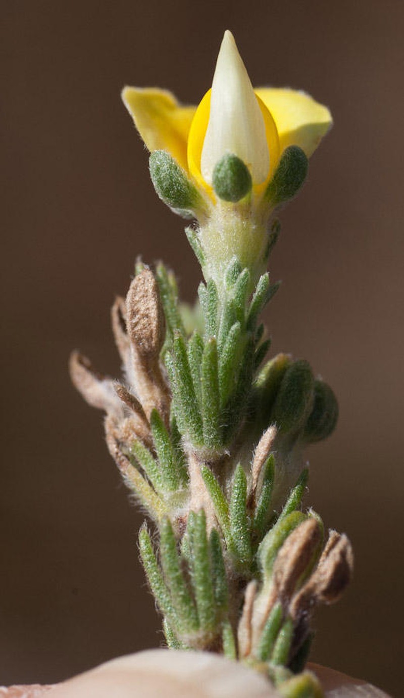 Aspalathus cymbiformis photo 3