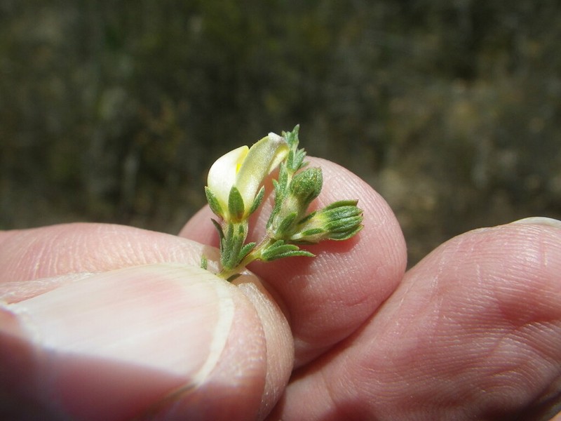 Aspalathus cymbiformis photo 4