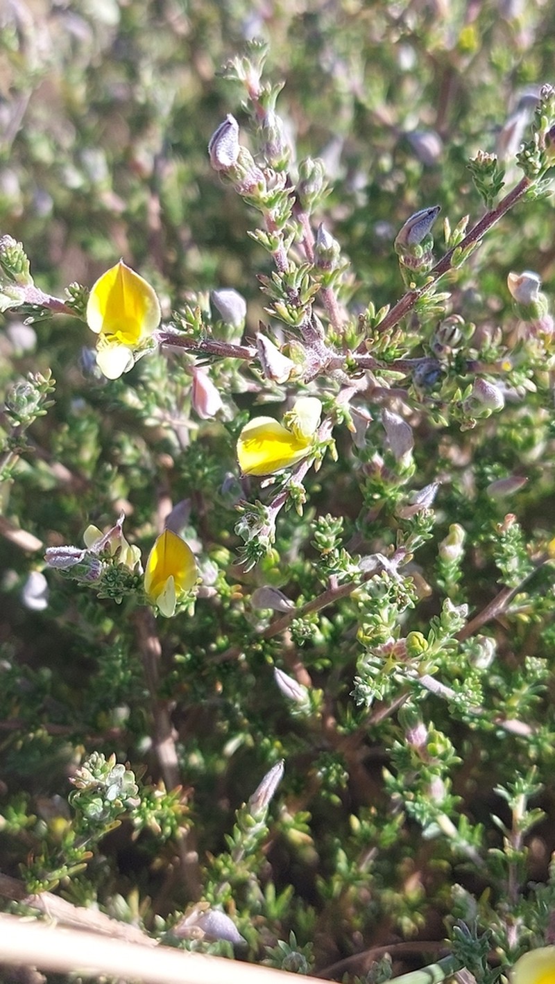 Aspalathus cymbiformis photo 5