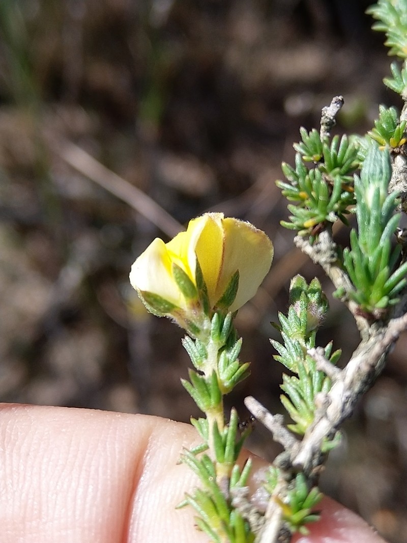 Aspalathus cymbiformis photo 6