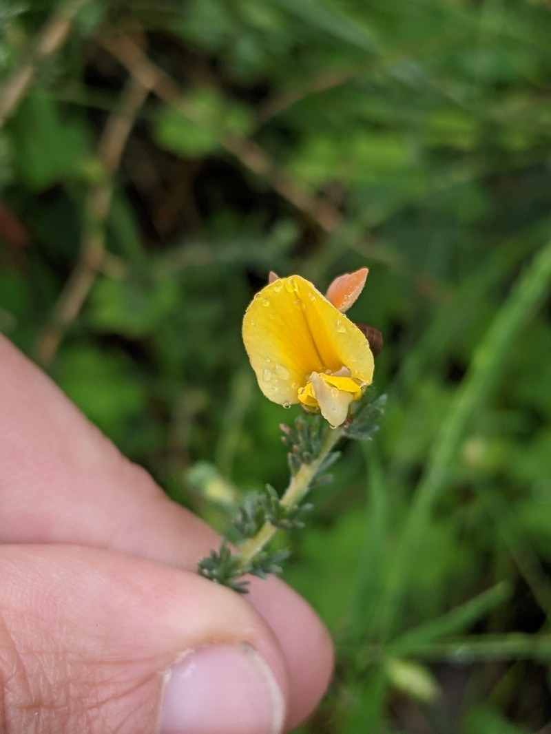 Aspalathus cymbiformis photo 8