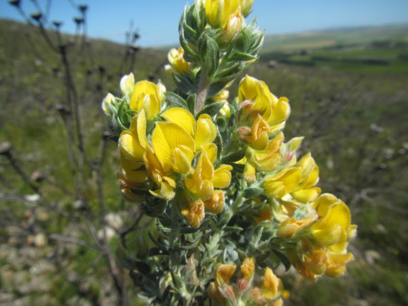 Aspalathus cytisoides photo 2