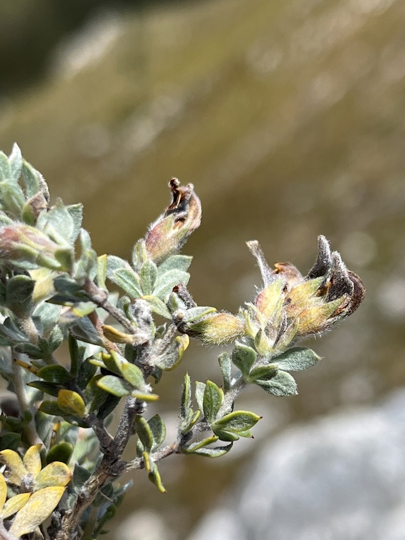 Aspalathus cytisoides photo 3