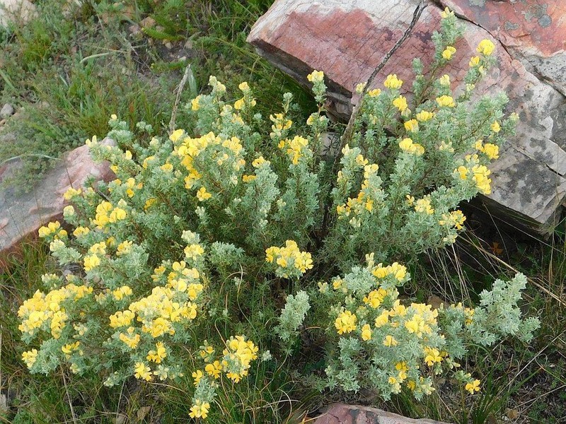 Aspalathus cytisoides photo 4