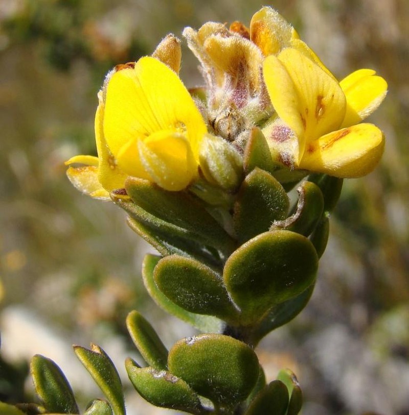 Aspalathus cytisoides photo 6