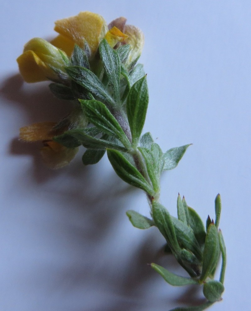 Aspalathus cytisoides photo 7