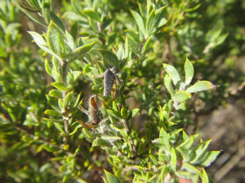 Aspalathus cytisoides photo 8