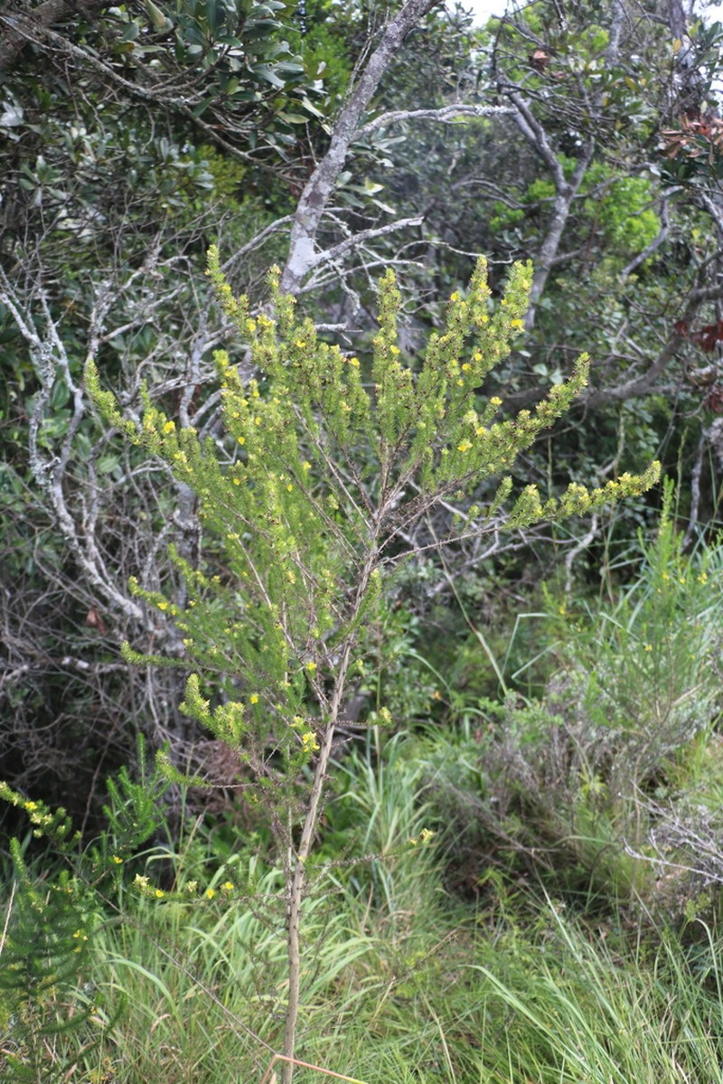 Aspalathus dahlgrenii photo 2