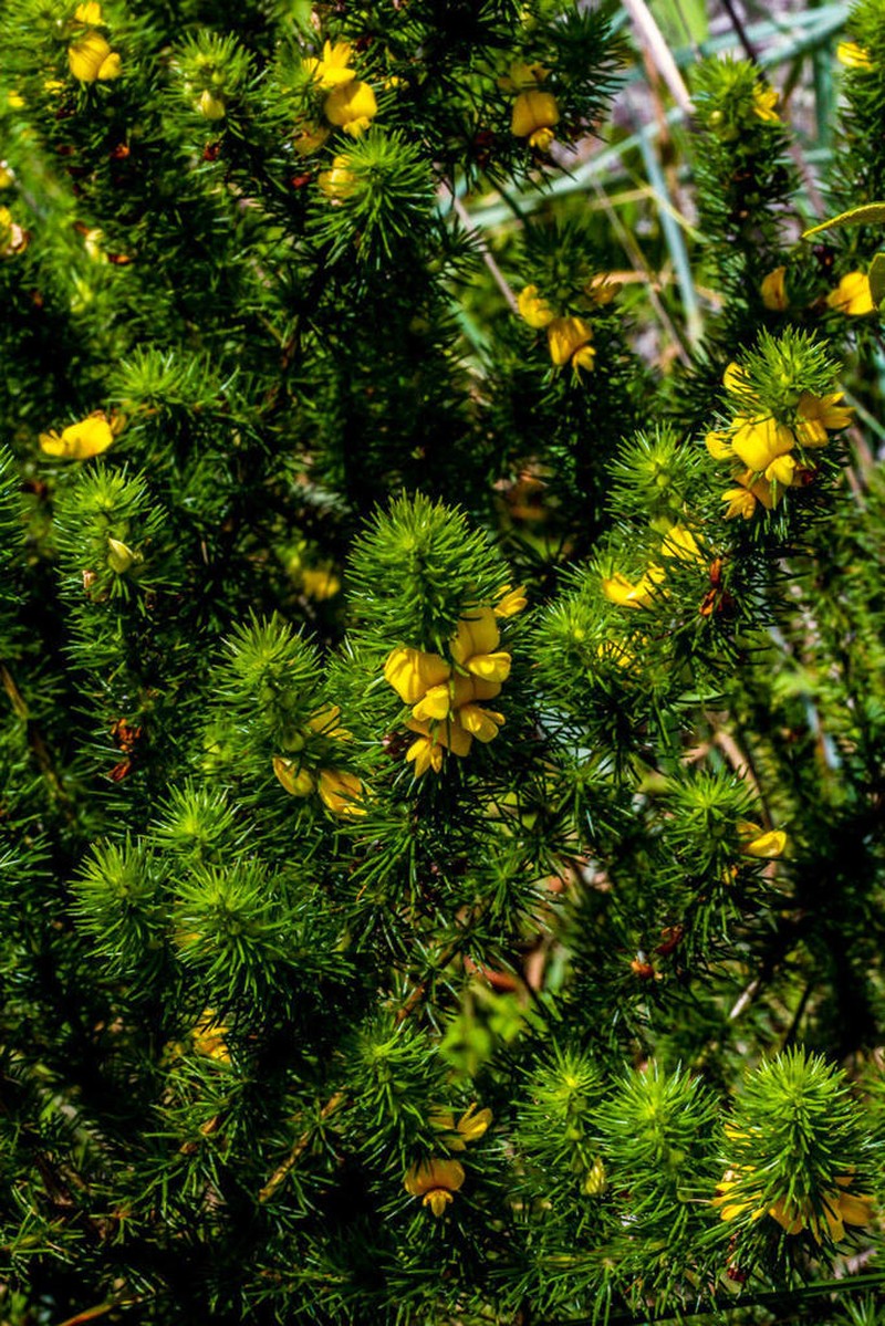 Aspalathus dahlgrenii photo 3