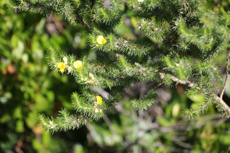 Aspalathus dahlgrenii photo 4