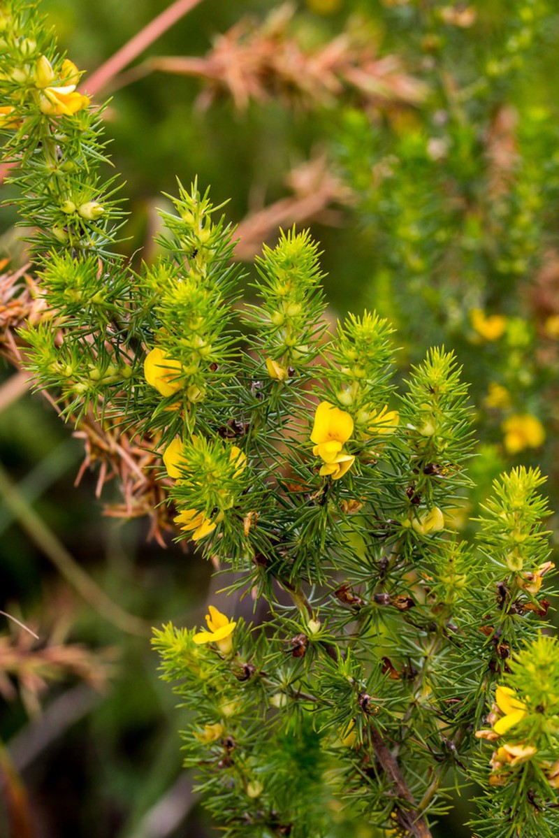 Aspalathus dahlgrenii photo 5