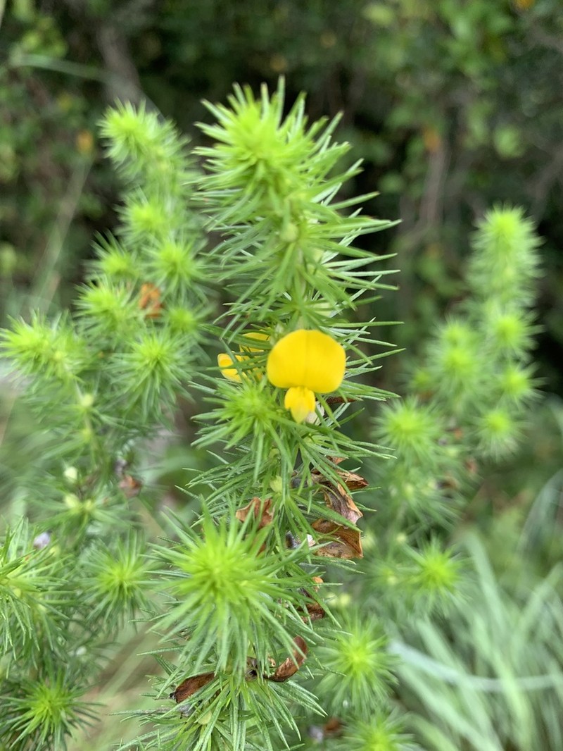 Aspalathus dahlgrenii photo 7