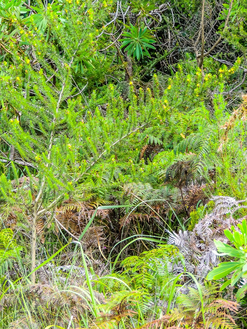 Aspalathus dahlgrenii photo 8