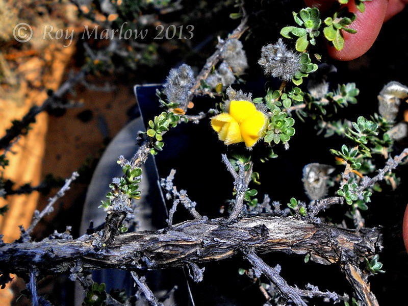Aspalathus dasyantha photo 3