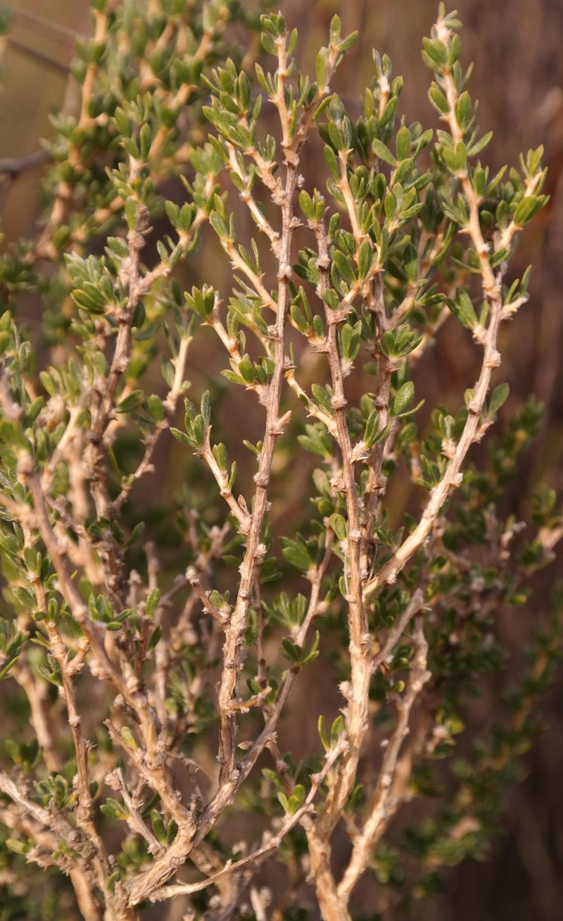 Aspalathus dasyantha photo 8
