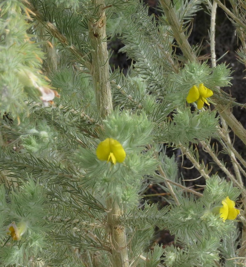 Aspalathus decora