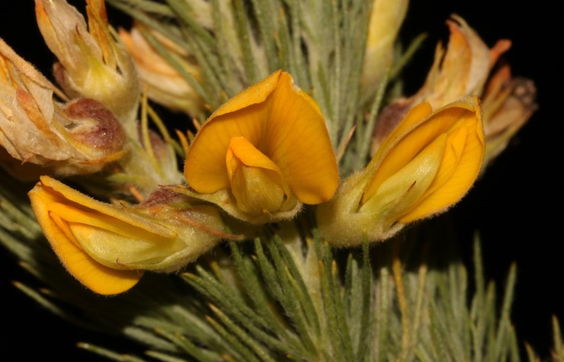 Aspalathus decora photo 3