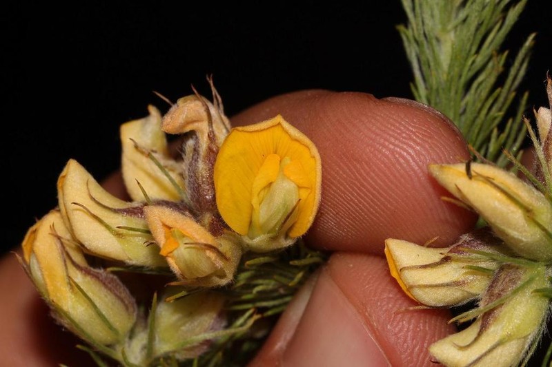 Aspalathus decora photo 4