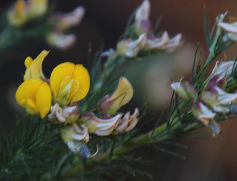 Aspalathus decora photo 5