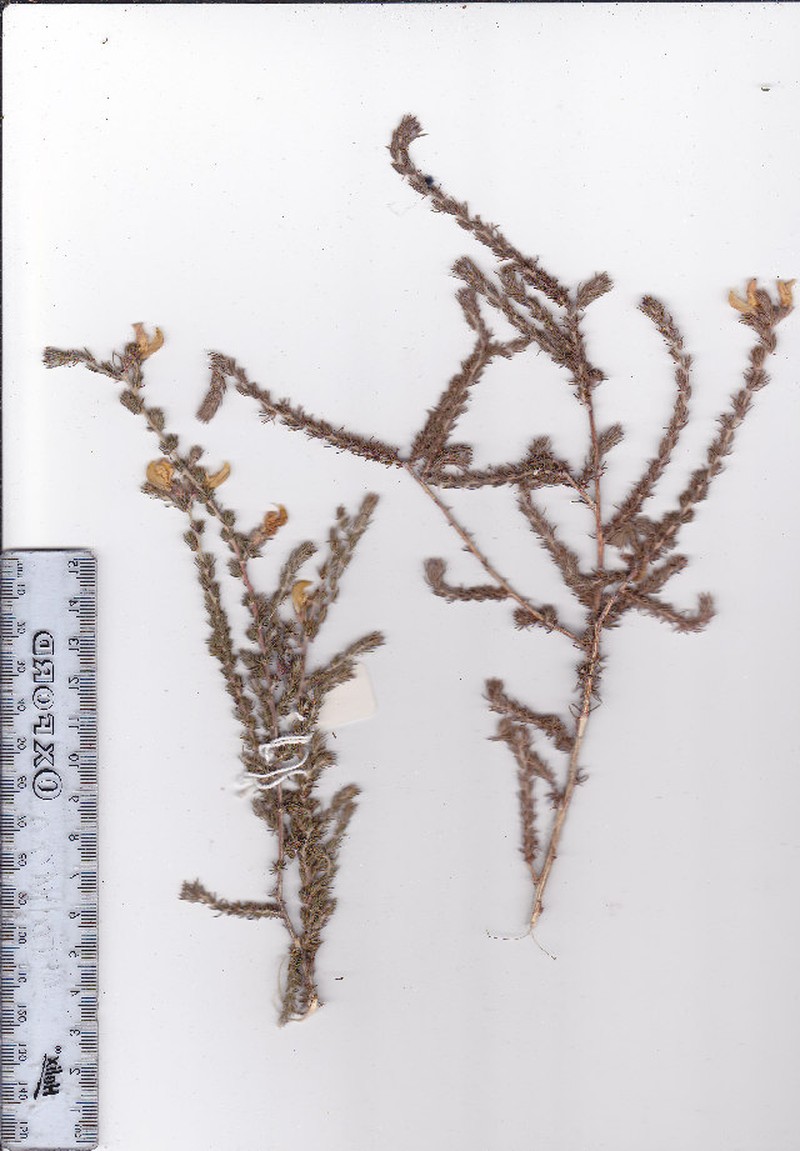 Aspalathus desertorum photo 2