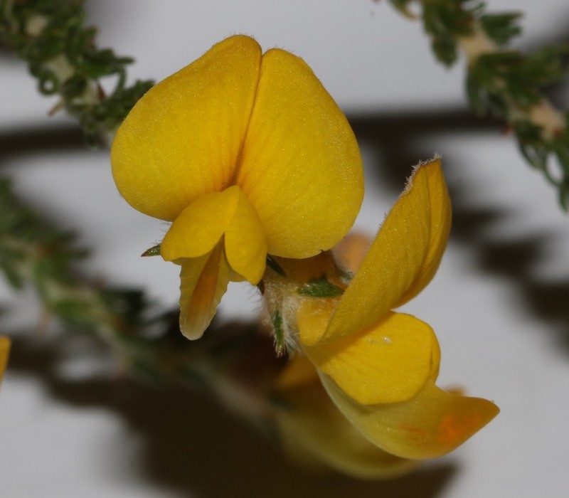 Aspalathus desertorum