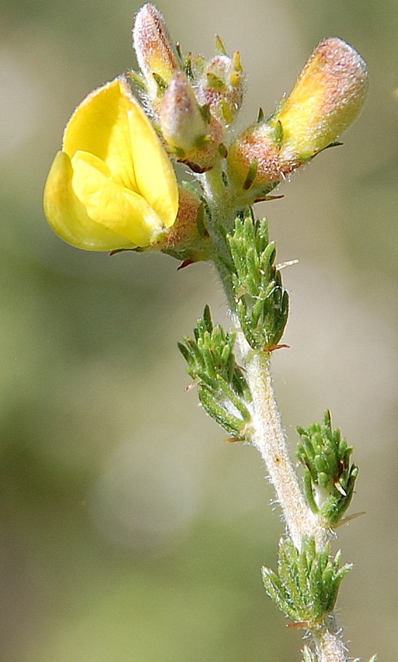 Aspalathus desertorum photo 3