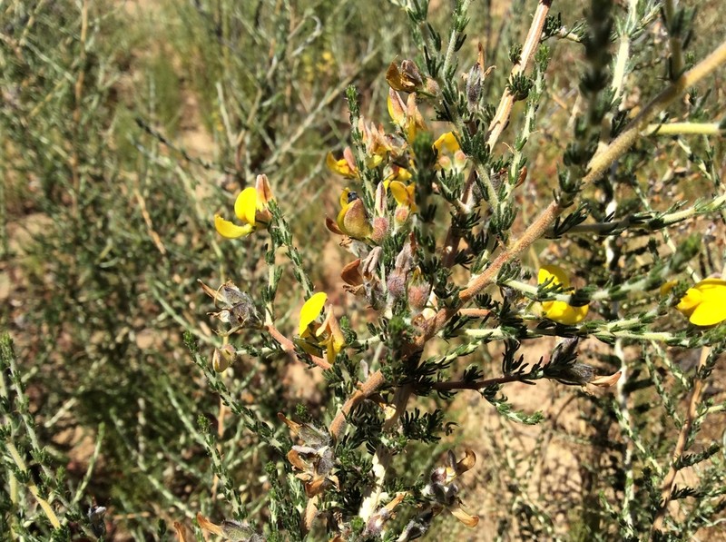 Aspalathus desertorum photo 4