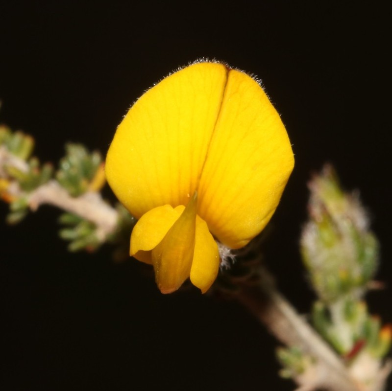 Aspalathus desertorum photo 5