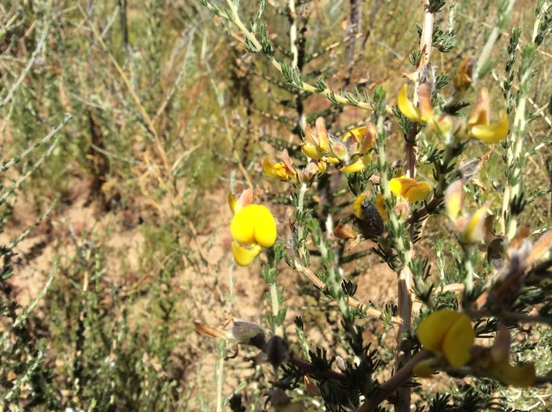 Aspalathus desertorum photo 6