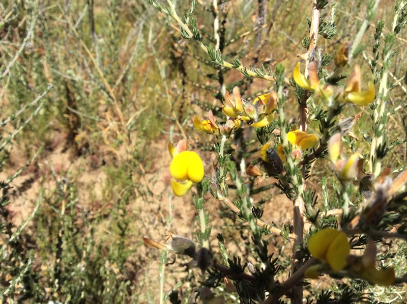 Aspalathus desertorum photo 7
