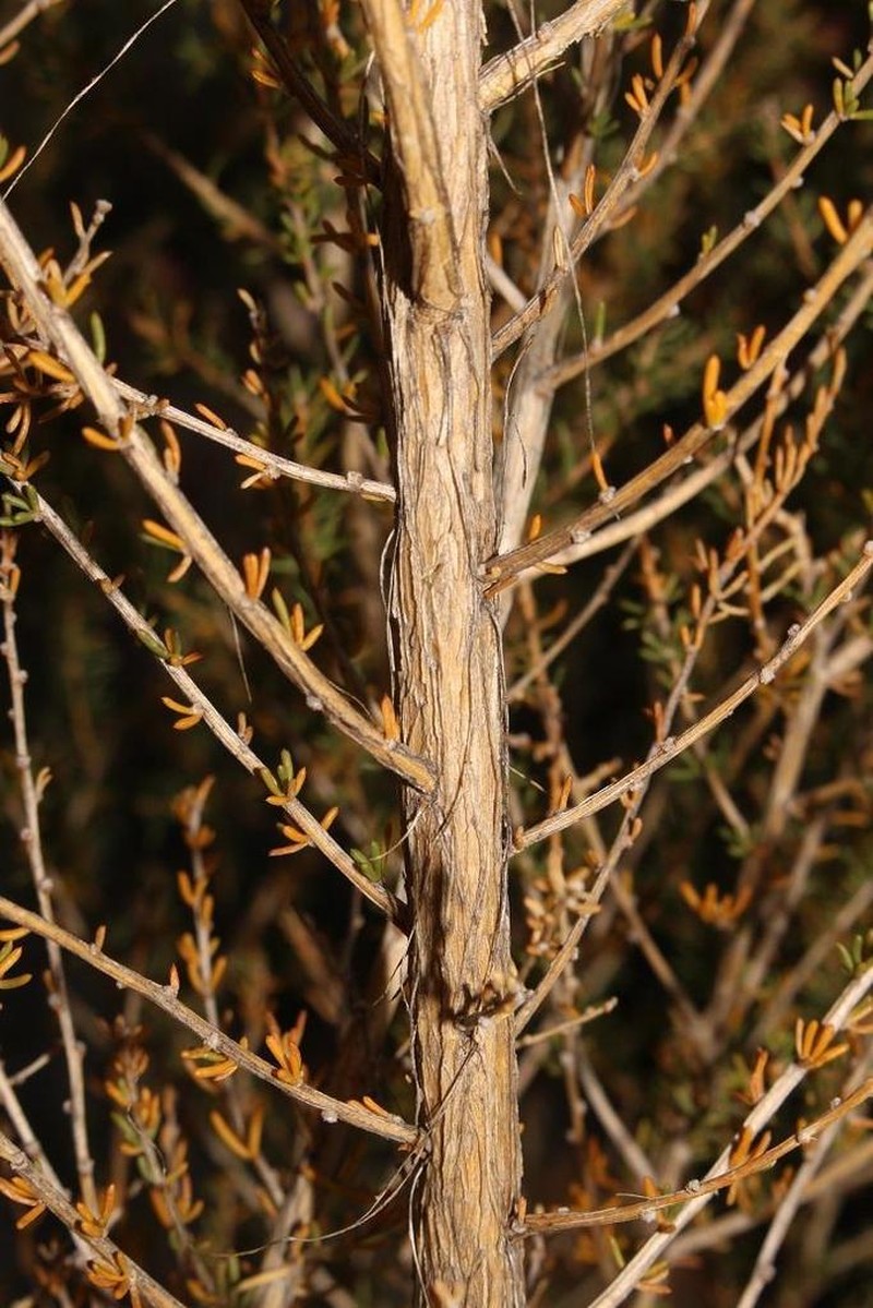 Aspalathus dianthopora photo 2
